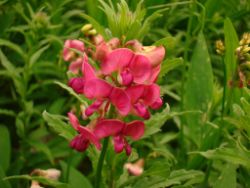 2013-08-18_Regina-F-Rau_Schachen_Blumen  (125).JPG
